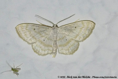 Scopula sincera