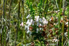 Erica glomiflora