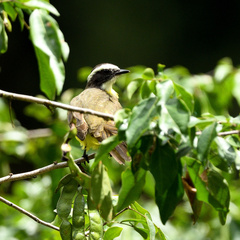 Myiozetetes cayanensis