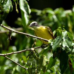 Myiozetetes cayanensis