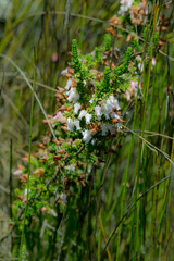 Erica glomiflora