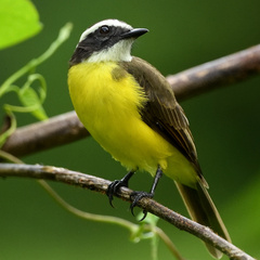 Myiozetetes cayanensis