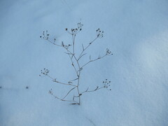 Bupleurum scorzonerifolium
