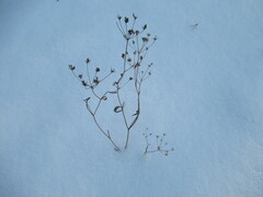 Bupleurum scorzonerifolium