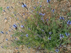 Lavandula multifida