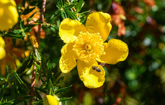 Hypericum revolutum