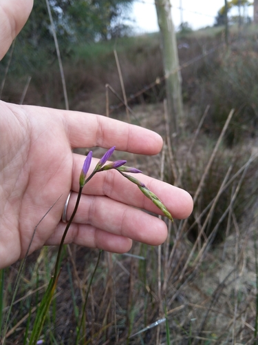 Geissorhiza purpurascens