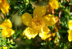 Hypericum revolutum