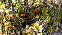 Hygrocybe substrangulata