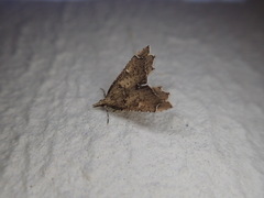 Diplopseustis