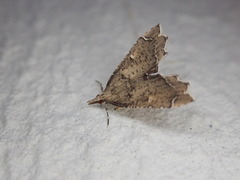 Diplopseustis