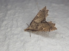 Diplopseustis