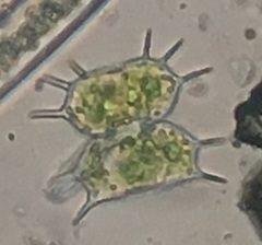 Desmidiaceae