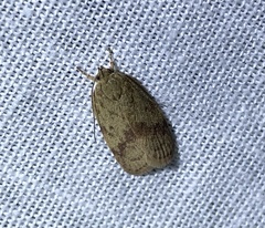 Oligoloba severa