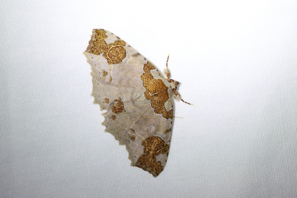 Tamba pallidiplaga