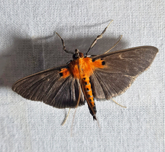 Filodes sexpunctalis