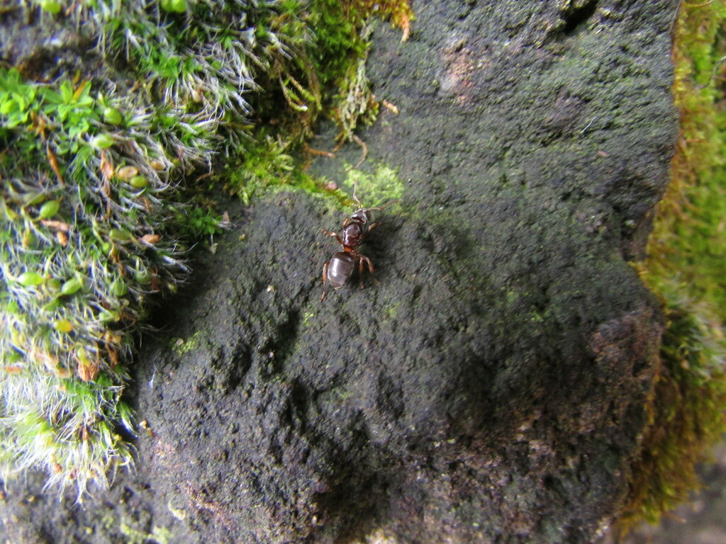 Lasius from Лидский район, Беларусь on May 03, 2014 at 11:39 AM by ...