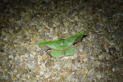 Fascellina plagiata