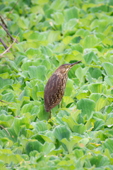 Ixobrychus cinnamomeus