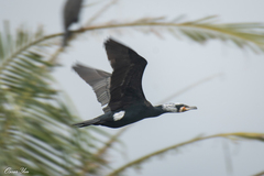 Phalacrocorax carbo sinensis