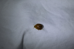 Bothrocalvia albolineata