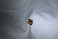 Bothrocalvia albolineata