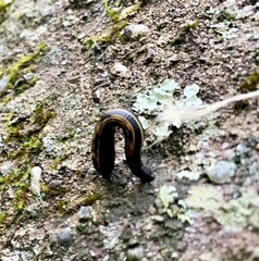 Chtonobdella limbata