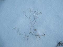 Bupleurum scorzonerifolium