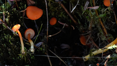 Hygrocybe substrangulata