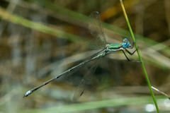 Lestes virgatus