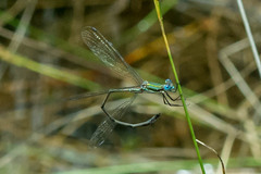Lestes virgatus