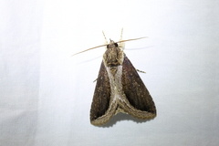 Ercheia