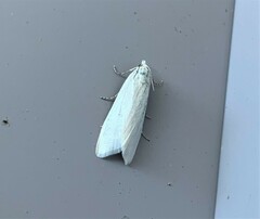Tipanaea