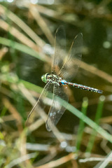 Zosteraeschna minuscula