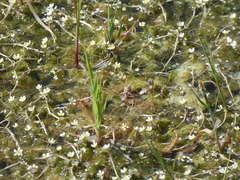 Batrachium