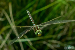 Zosteraeschna minuscula