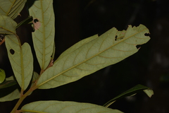 Cryptocarya obovata