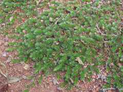 Selaginella dregei