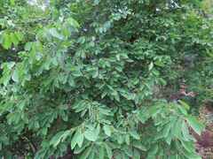 Pseudolachnostylis maprouneifolia