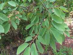 Pseudolachnostylis maprouneifolia