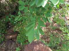 Pseudolachnostylis maprouneifolia