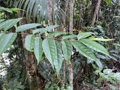 Wrightia laevis