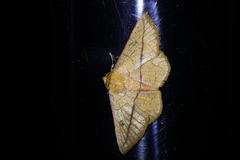 Thyrididae
