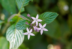 Pentas