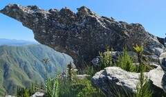 Osteospermum corymbosum
