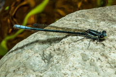 Pseudagrion furcigerum