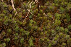 Dawsonia