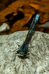 Pseudagrion furcigerum