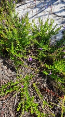 Lobelia neglecta