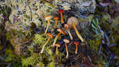 Hygrocybe substrangulata